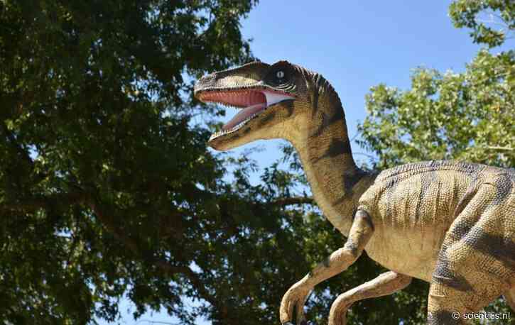 Velociraptors in Jurassic Park hadden best wat groter gemogen: pootafdrukken van uit de kluiten gewassen raptor ontdekt in China