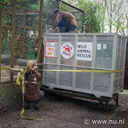 Oekraïense leeuw verhuist van Friese opvang naar Afrikaans reservaat