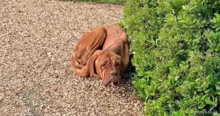 ‘Painfully skinny’ dog found curled up in woman’s driveway