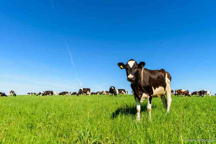 Avian flu in cows prompts USDA mandates