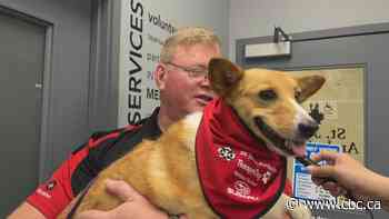 New roster of St. John Ambulance therapy dogs undergo evaluations in Brandon