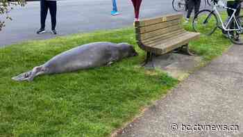 Road closed in Oak Bay, B.C., so elephant seal can cross