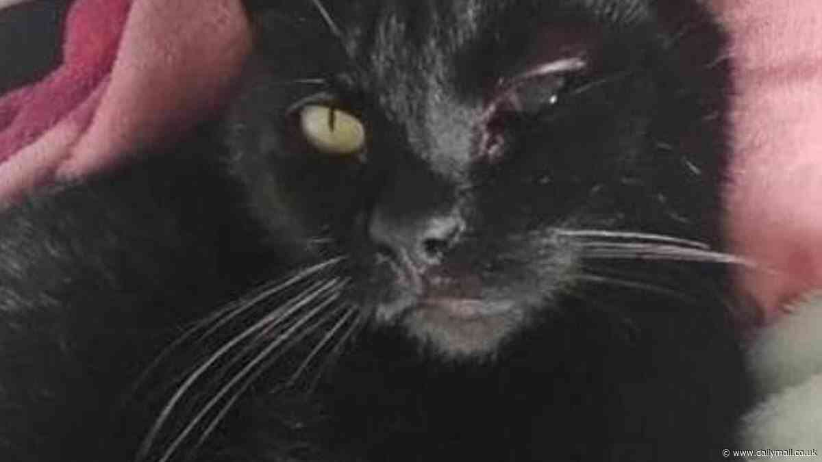 The cat burglar? Pet lovers in Scottish town left fearful after nine moggies mysteriously go missing - only for them to turn up in town 10 miles away