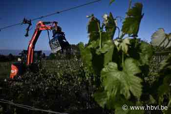 Waarom Bordeaux 8.000 ha wijnranken vernietigt