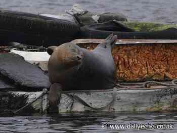 Smiling seal spotted in River Itchen, Southampton