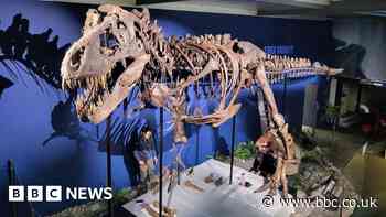 University chosen for T. rex skeleton research