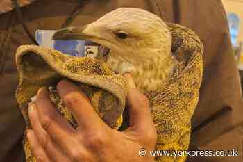 Seagull rescued from rooftop in Newborough, Scarborough