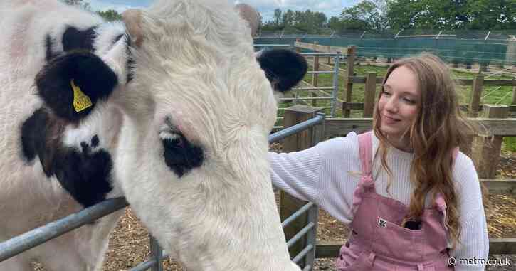 TikTok says cuddling cows is ‘therapeutic’ but my experience certainly wasn’t