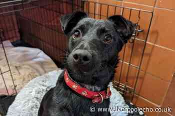 10 cute dogs looking for new homes in Merseyside
