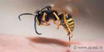 Gaat een wesp dood nadat ze steekt?