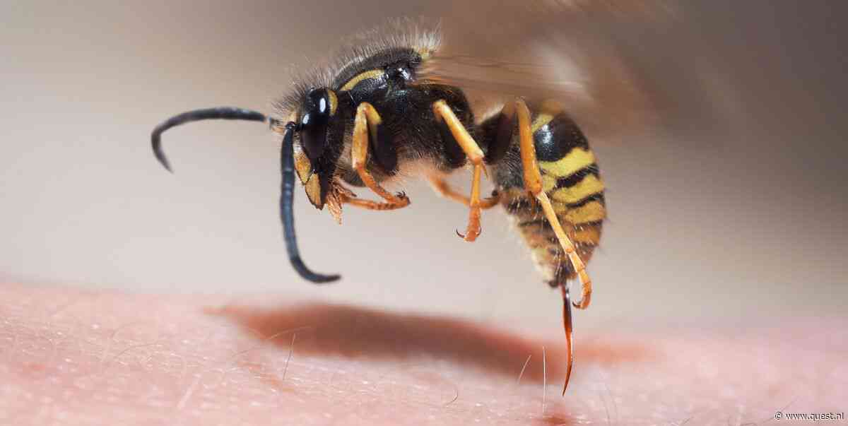 Gaat een wesp dood nadat ze steekt?