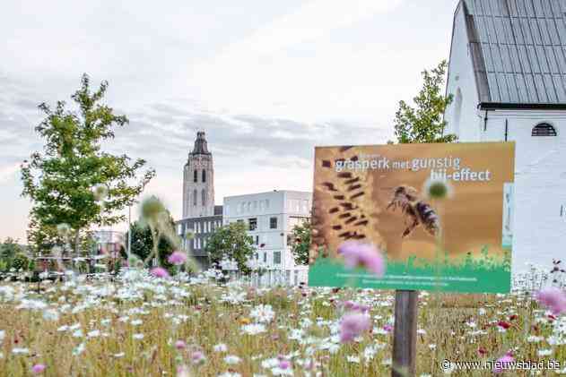 Stad Oudenaarde laat enkel bloemrijke graslanden groeien tijdens Maai Mei Niet: “Op onze begraafplaatsen wordt wel weer gemaaid”