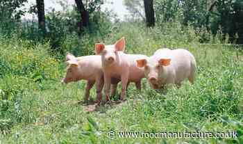 Lidl invests £500m in British pork