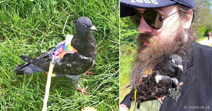 Dad rescues pigeon from drowning and now takes him for walks on a leash