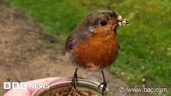 Slow motion footage shows robin flying towards food