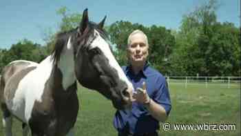 Sunday Journal: GaitWay Therapeutic Horsemanship
