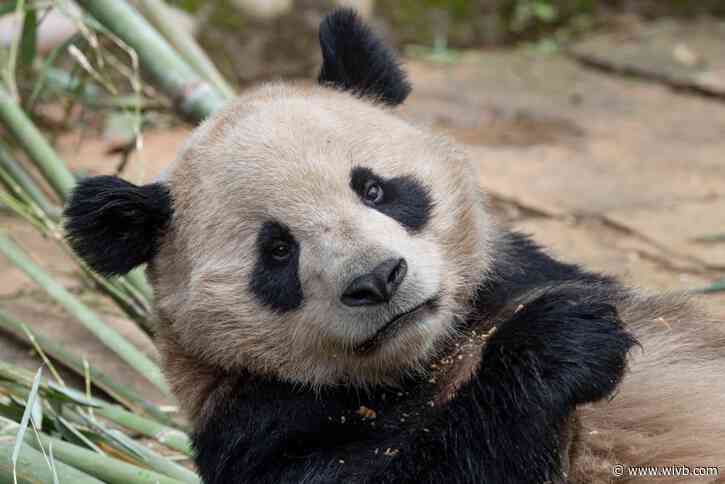 Pair of giant pandas set to travel from China to San Diego Zoo under conservation partnership