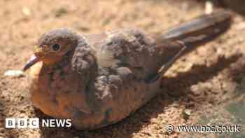 Rare dove fledges at Paignton Zoo