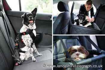 What is the safest way for a dog to travel in the car?