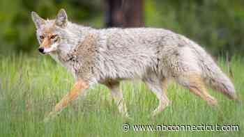 Police warn of coyotes attacking dogs in Westport