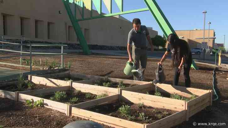 New club at Albuquerque High School is helping beautify the campus