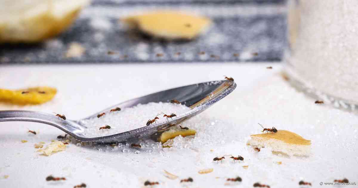 Banish ants from your home with 3 'effective' kitchen cupboard ingredients