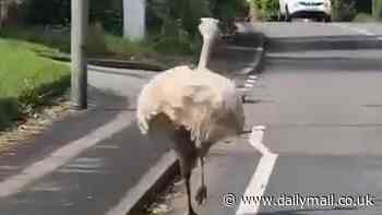 Rhea view window! Flightless bird causes traffic chaos after breaking free from a farmer's field into busy traffic
