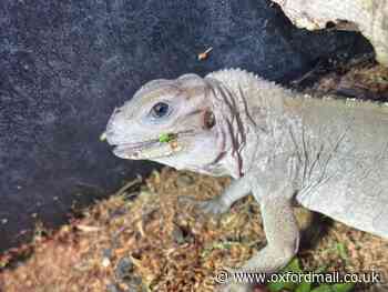 Didcot search for missing rhinoceros iguana on the loose