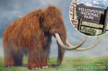 Science Seeks to Resurrect Woolly Mammoth in Yellowstone by 2028