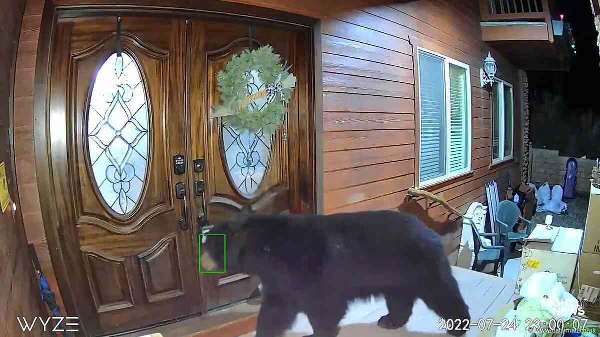 Inside the California town under invasion from black bears as terrifying footage shows the beasts breaking into homes, running through stores and even opening car doors in search of food