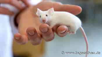Forscher züchten Mäuse mit Gehirnen aus Rattenzellen