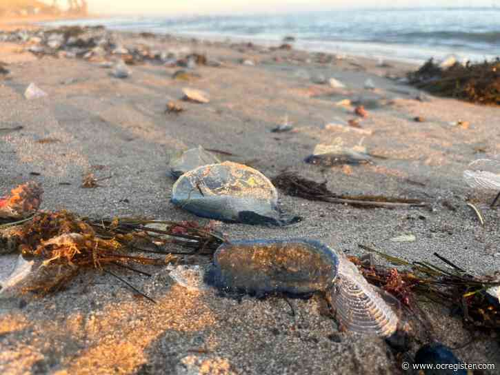 What are those odd-looking sea creatures washing by the thousands at the beach?