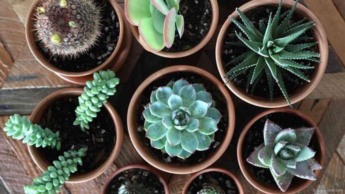 10 Best Places to Buy Plants Online for 2024     - CNET