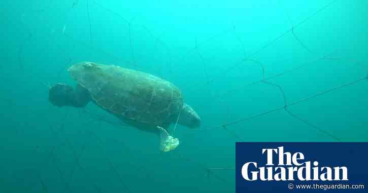 More than 90% of marine animals caught in NSW shark nets over summer were non-target species