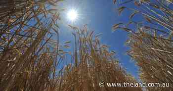 Drier conditions drive grain prices