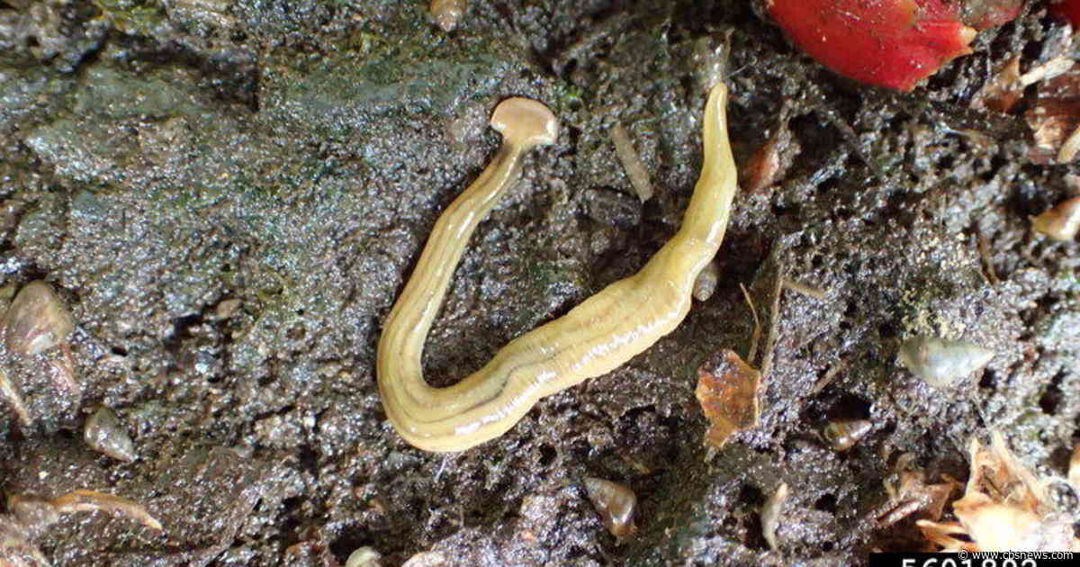 Sightings of invasive, toxic hammerhead flatworm increasing in Ontario