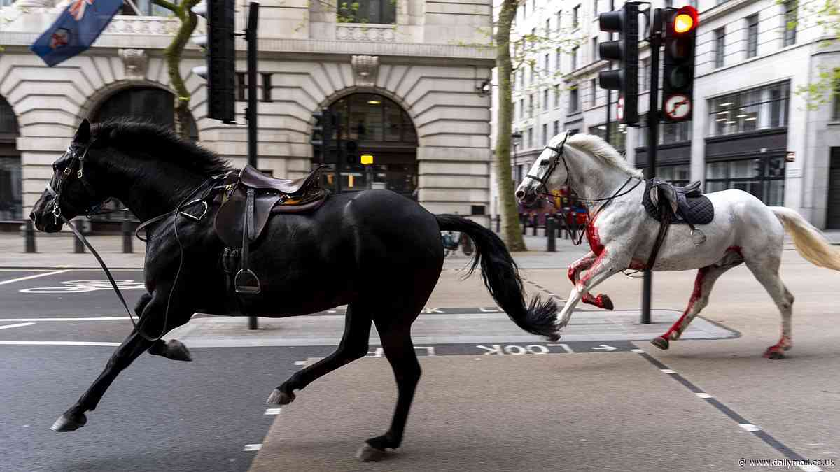 Good news for the Cavalry horses that went on blind-panic bolt through London - as Army reveals one will make 'full recovery' while the other 'continues to make progress'