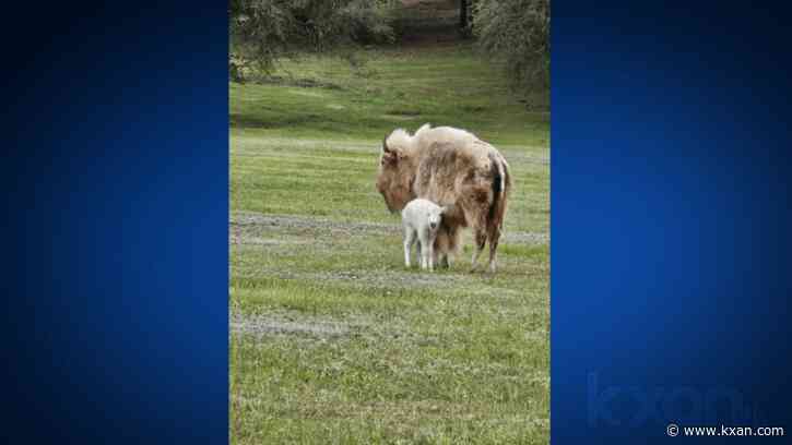 Rare white bison born at Central Texas ranch