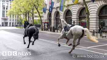 Household Cavalry horses need 'patience to heal'