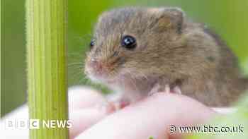 Harvest mice reintroduced to wood after 45 years