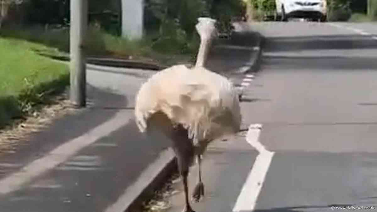 It's Flewdini! Long-legged rhea bird escape artist that caused traffic chaos after breaking out of a farm is back home after being found in school field