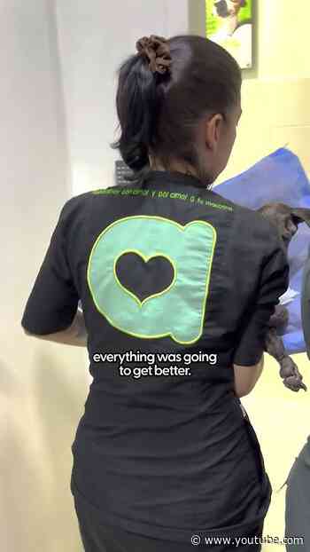Paralyzed Dog Takes Her First Steps | The Dodo
