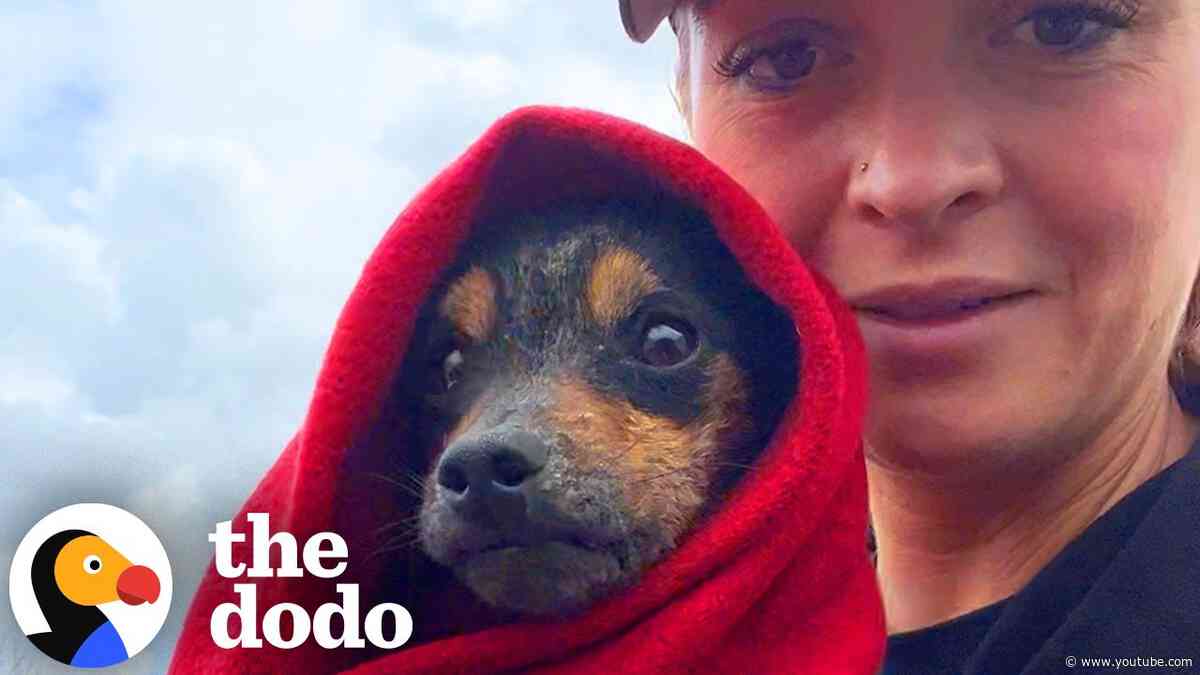 Dog Found Hiding In A Box Has The Comfiest House Now | The Dodo