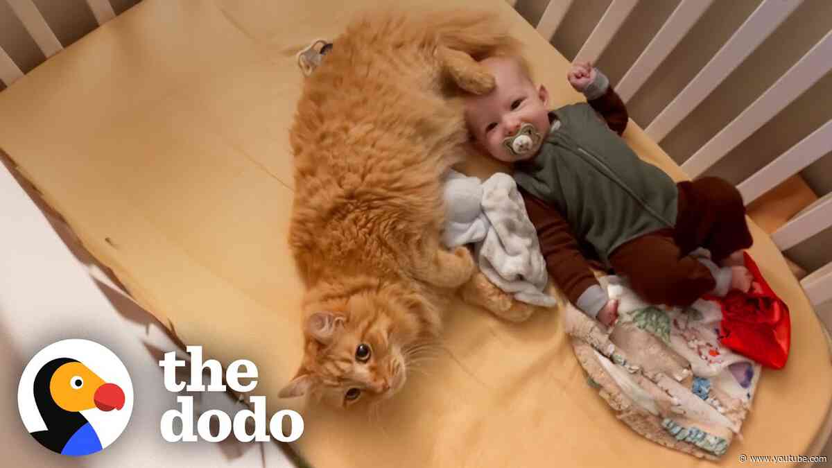 Cat Jumps Into Baby Brother's Crib Every Morning | The Dodo
