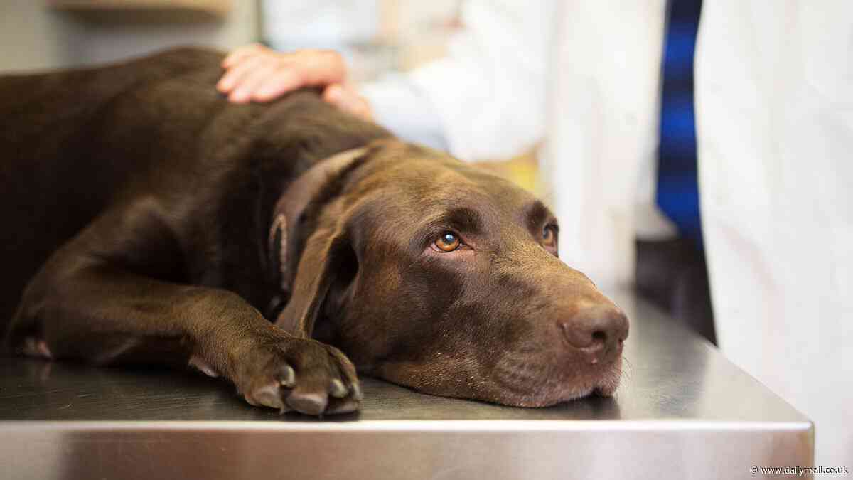 Warning over 'blinding' dog infection that could spread to humans - as two pets in New Jersey contract bug that is resistant to drugs