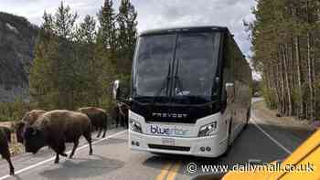 Fury as Canadian tour bus scares off Bison jam in Yellowstone after dozens of nature lovers waited for the animals to appear: 'Invasion of the idiots'