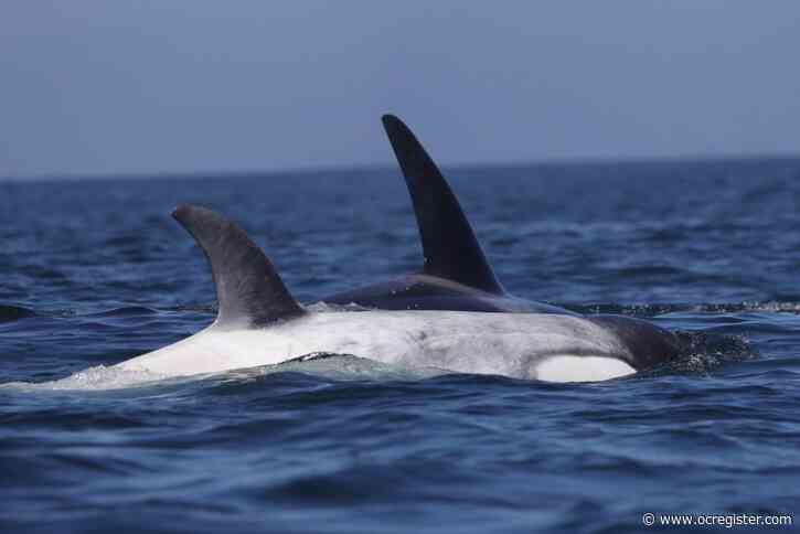 White orca Frosty, now 5, spotted off Newport Beach with transient pod CA216