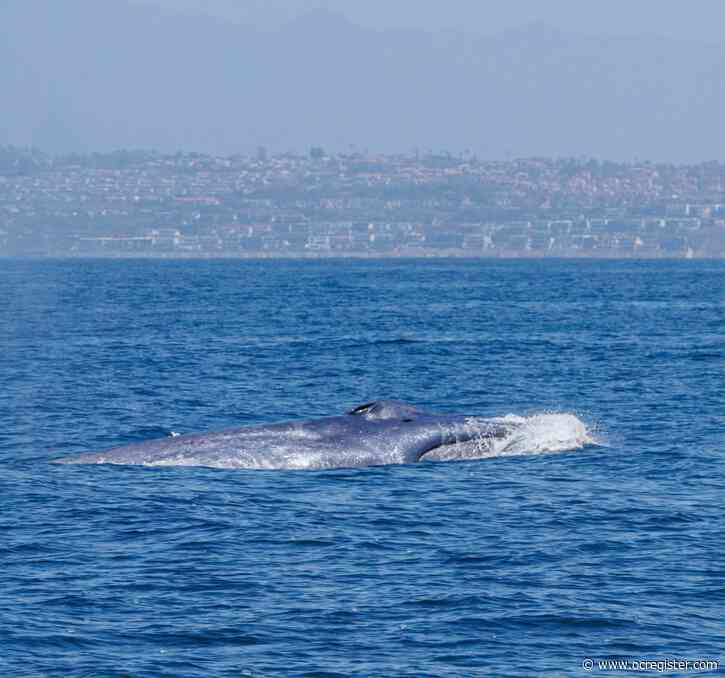 Season’s first blue whale does ‘greyhounding lunges’ off Laguna Beach
