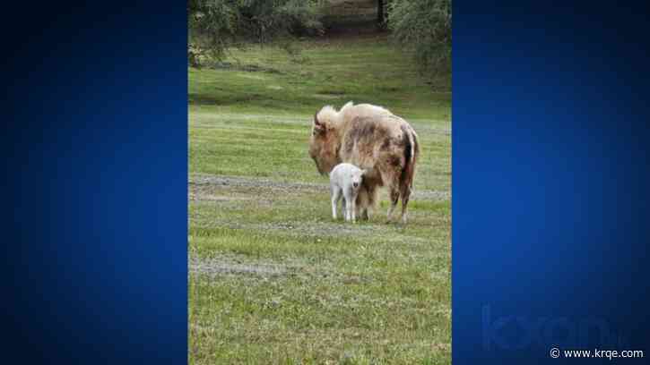 Rare white bison born at Texas ranch