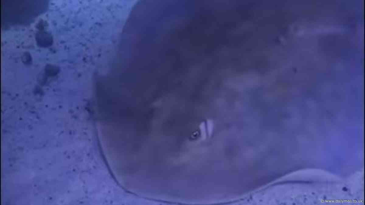 Charlotte the virgin stingray's caretakers release two similar updates in same week - fueling conspiracy theories among fans